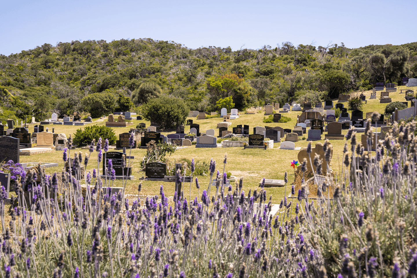 A big bush of purple lavender frames the view of gravestones in the hilly distance
