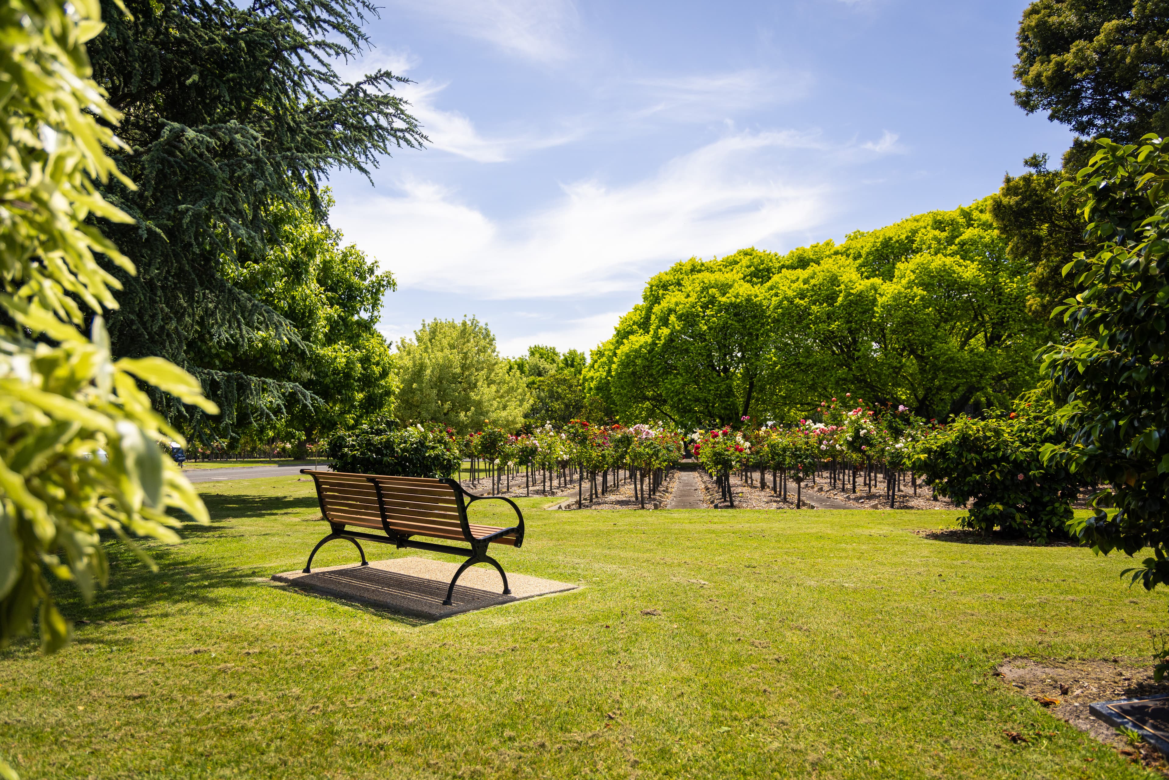 Bench in a green area with large trees and rows of rose bushes
