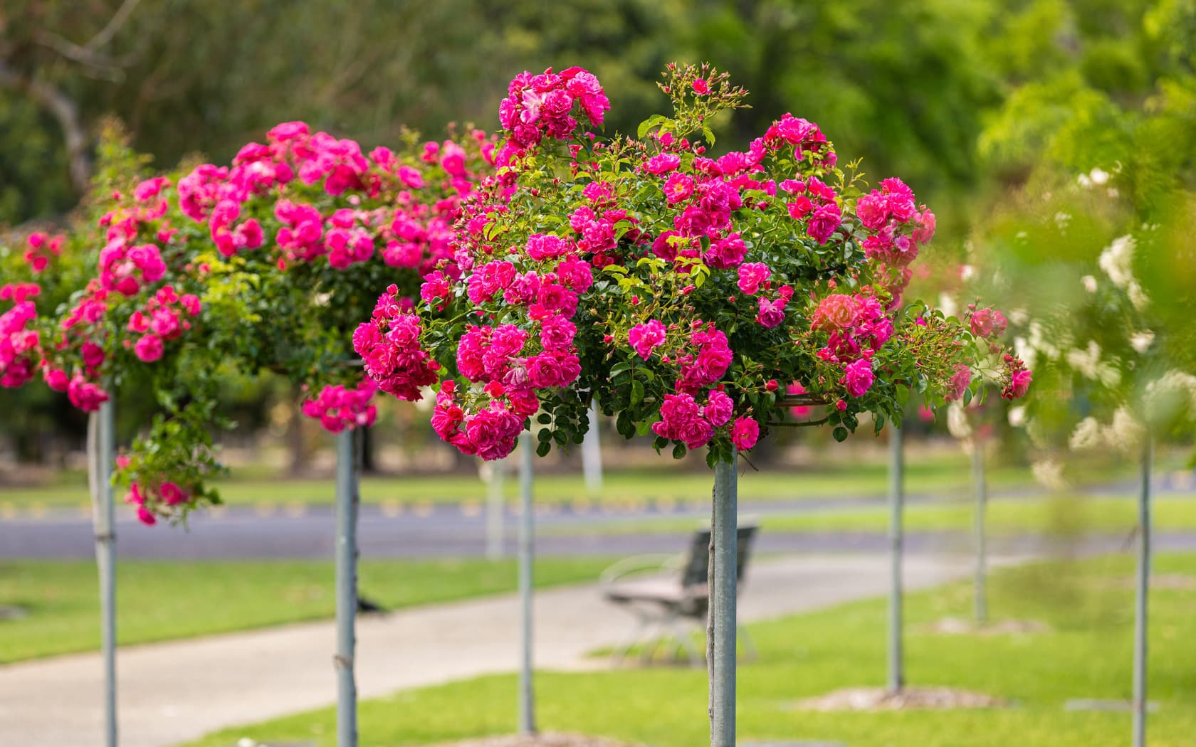 SBC Luculia memorial area 06112023 JLP 0 M2 A3965 Website image 1680x1050