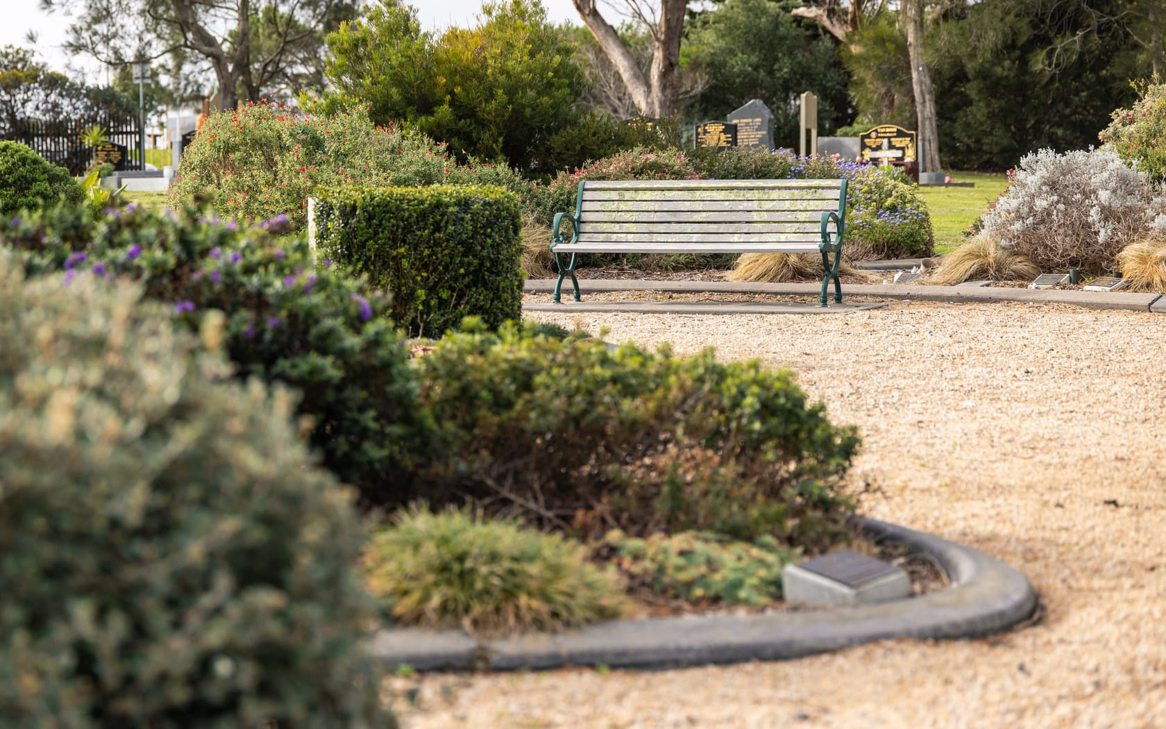 A garden of various green shrubs with a bench in the background.