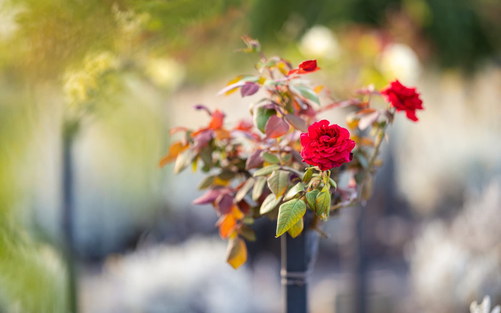 A rose plant in foreground focus with A bright red flowers