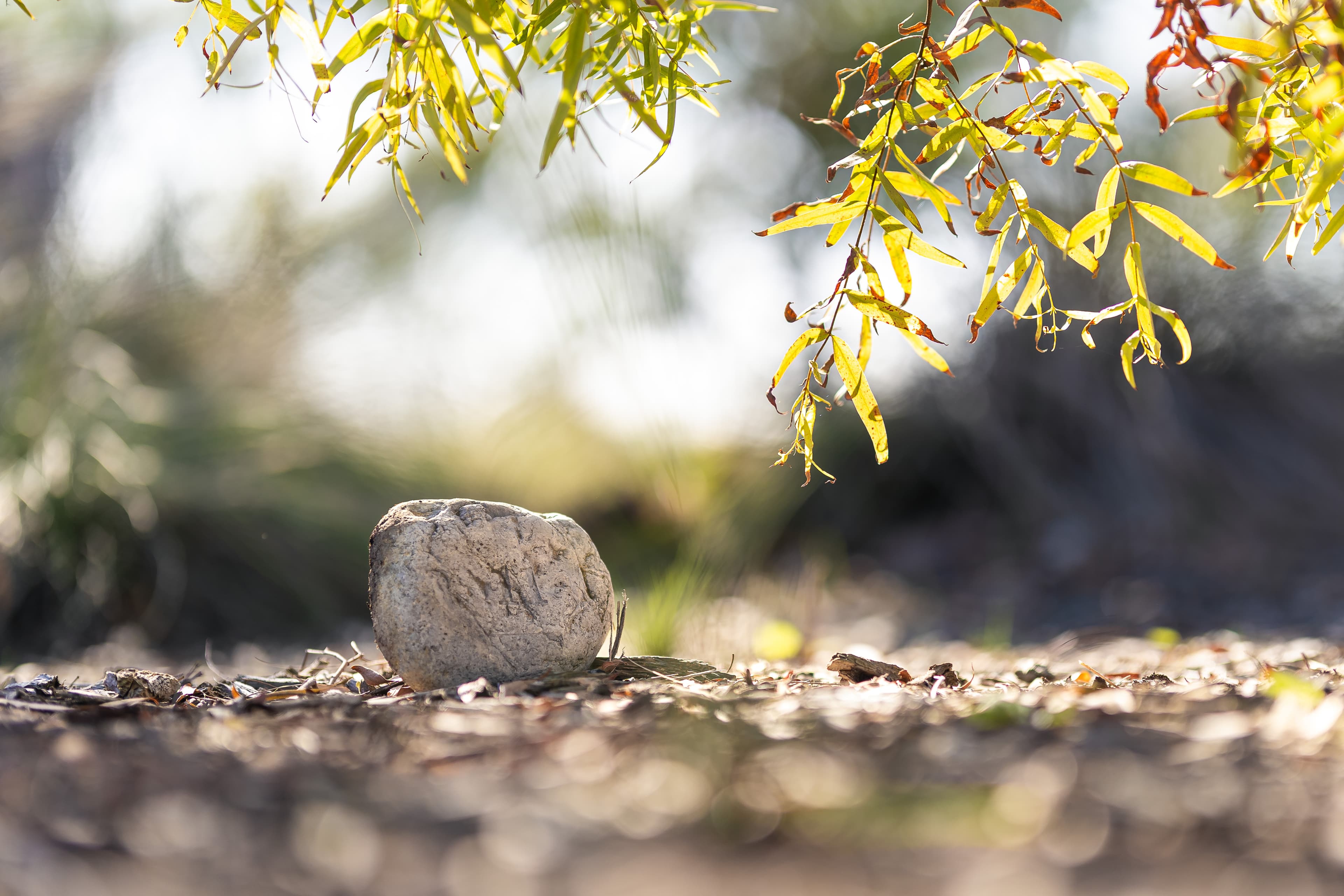 BMP 12052024 natural burial bmp murrun naroon JLP 141404 0 B9 A7726