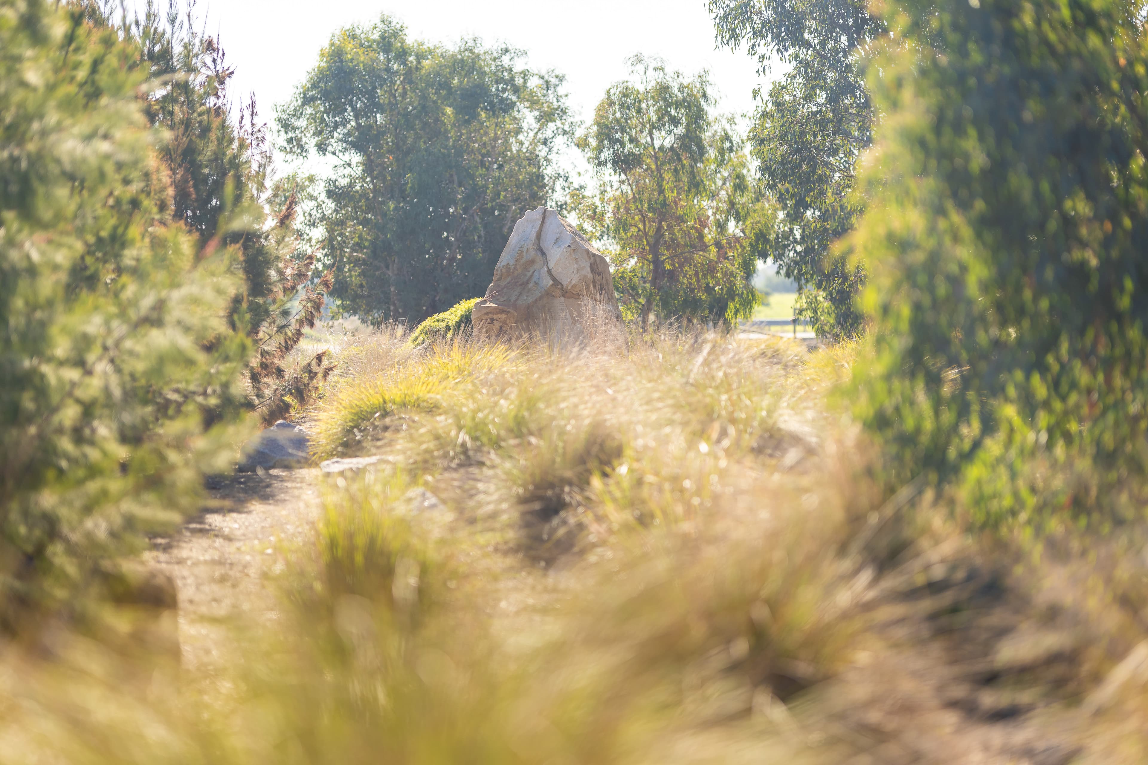 Sunny landscape with a large rock amid tall grass and native bushes.