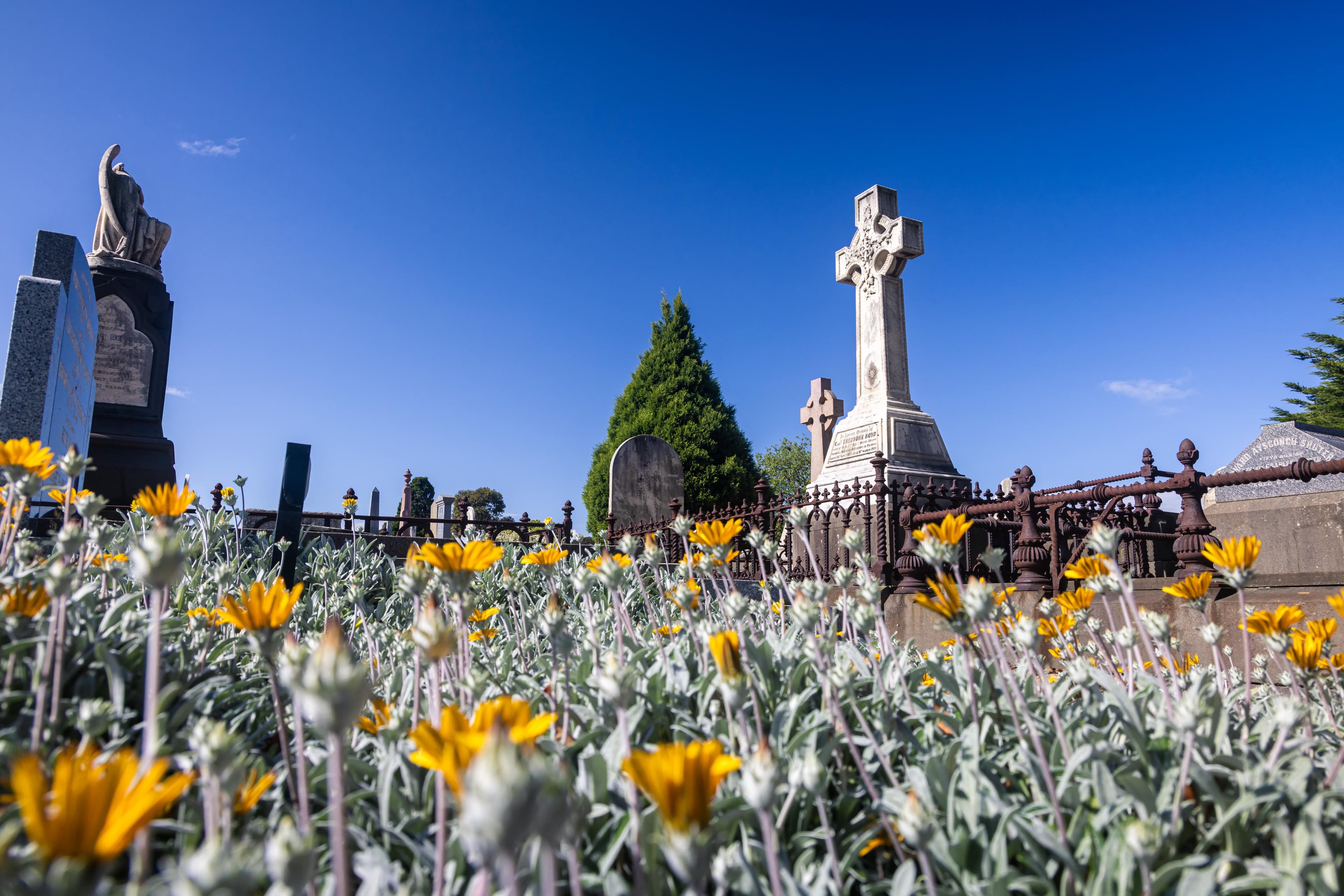 a field of yellow flowering ground cover shrubs with cross gravestones in the background