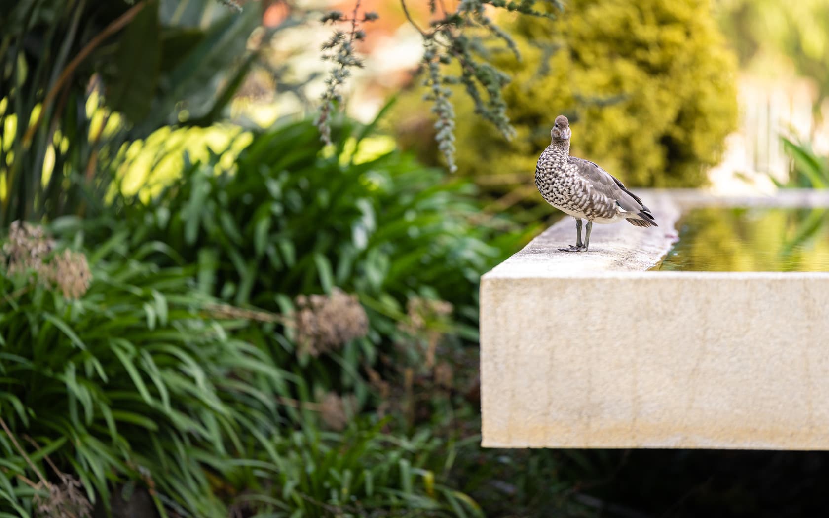 Duck at Springvale Botanical Cemetery