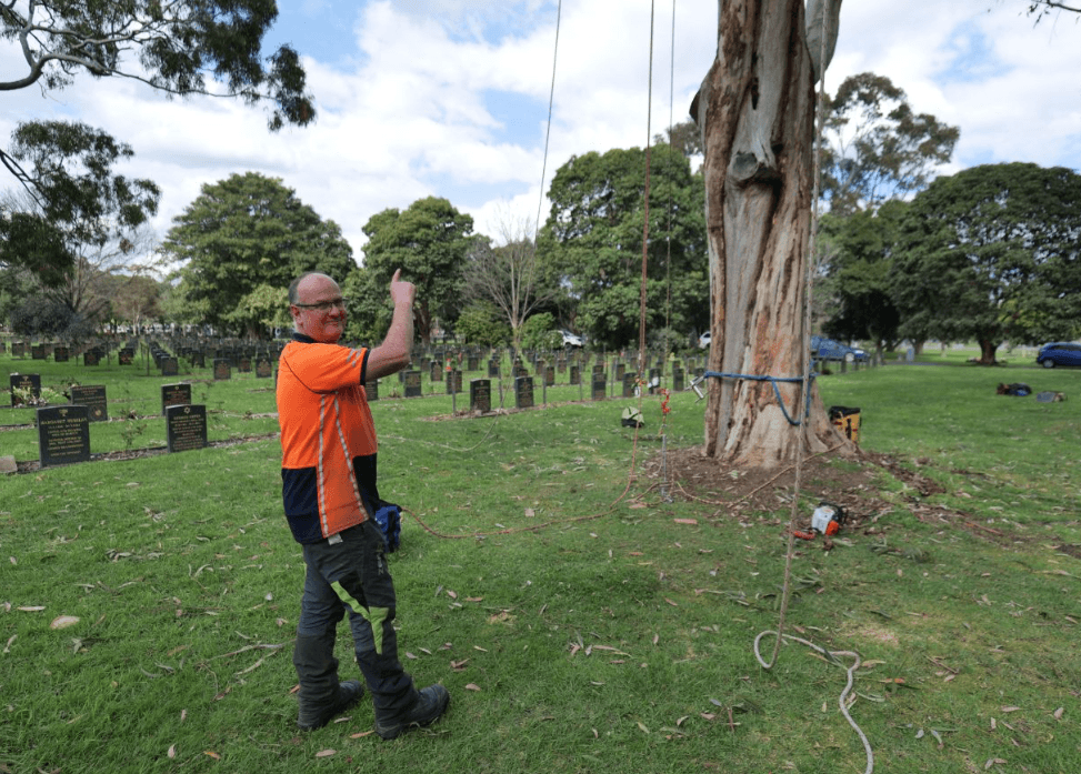 SMCT staff in high-vis pointing at tall tree