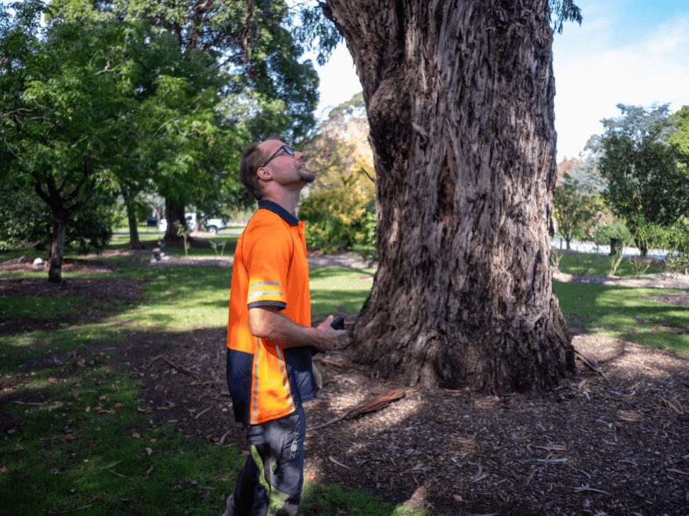 SMCT Arboriculture staff standing under tall tree