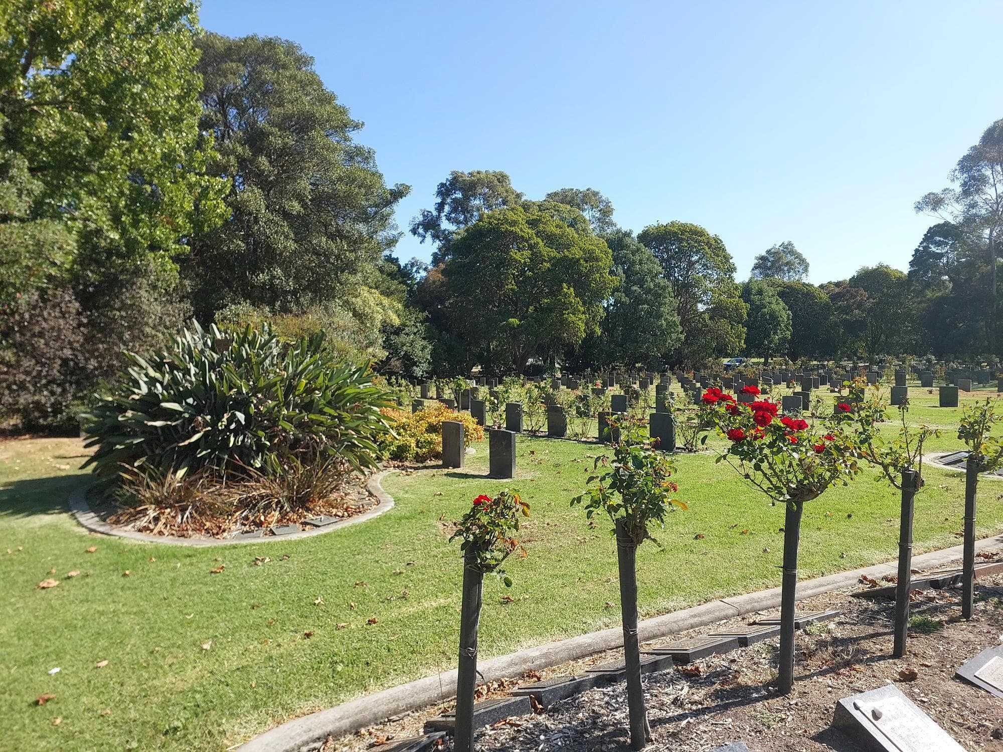 A lush green cemetery scene with vibrant red roses in bloom and neatly arranged headstones in the background