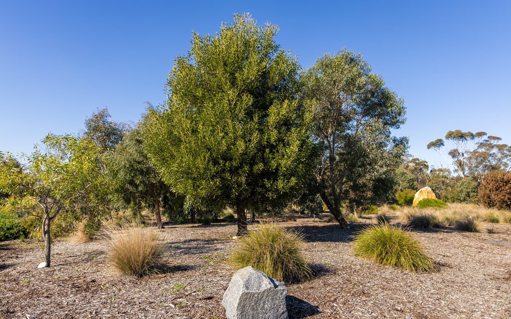 Natural burials area at Bunurong Memorial Park featuring native Australian bushes, landscaped with boulders and mature trees