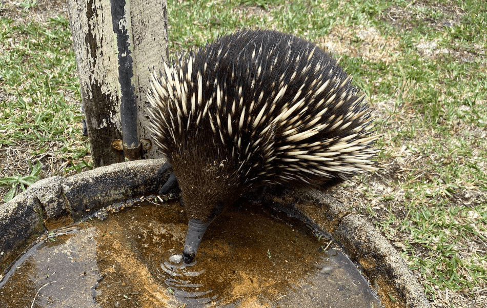 Short-beaked Echidnas at Sorrento Community Cemetery